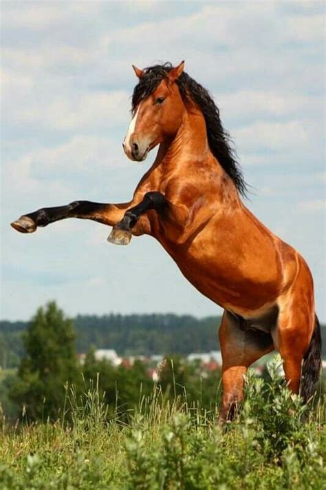 Horses And Dogs Wild Horses Animals And Pets Majestic Horse