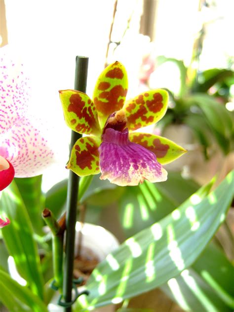 Mine Orchids Plants Plant Planets Orchid