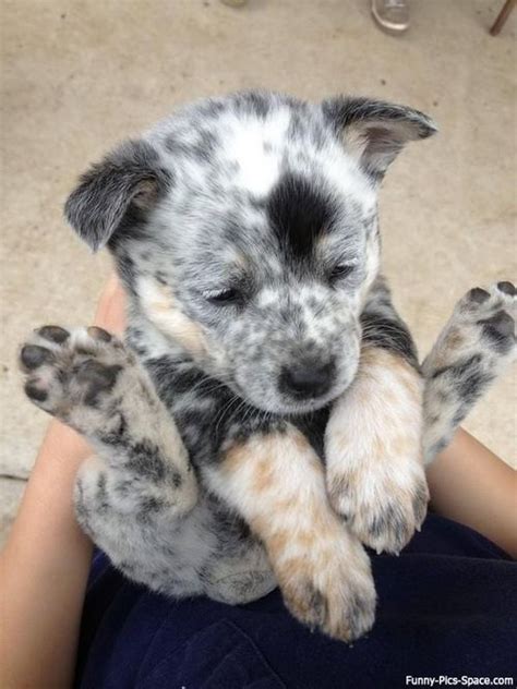 Blue Heeler Pup Cute Animals Puppies Heeler Puppies