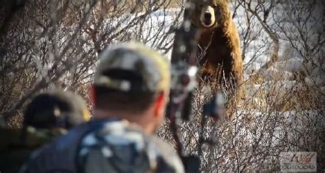 Video Alaskan Brown Bear Lured In With Predator Call Alaskan Brown