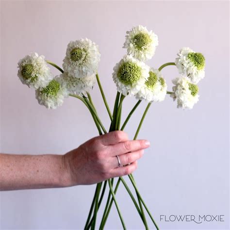 White Scabiosa Flower In 2021 White Scabiosa Flower Fresh Wedding