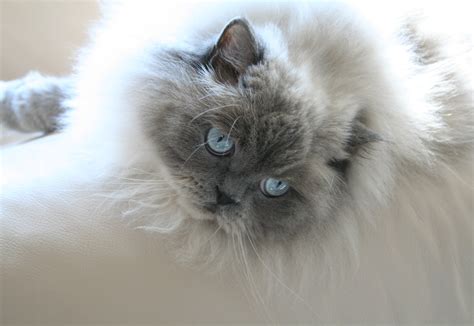 Himalayan Persian Biological Science Picture Directory