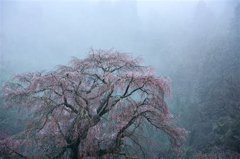 Old Cherry Blossoms In The Mist 2011 Adobe Super Resolut Flickr
