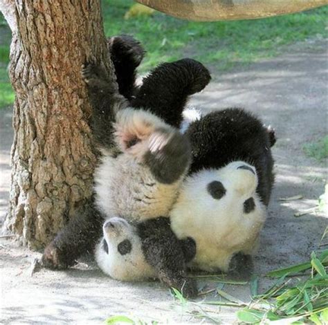 Pandas Playing Funny Animal Pictures Dump A Day