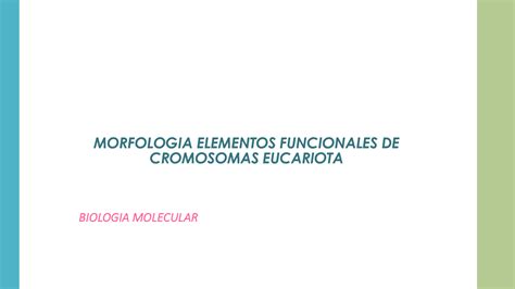 SOLUTION Morfologia Elementos Funcionales De Cromosomas Eucariota