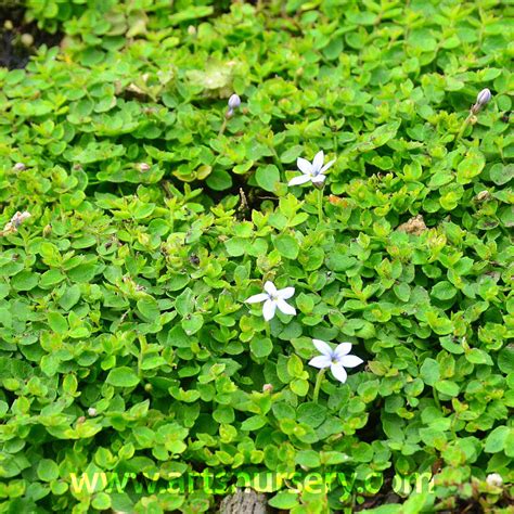 Blooms last all summer long. Isotoma fluviatilis Blue Star Creeper at Arts Nursery