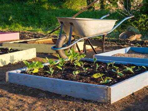 Vegetable Gardening Tips Starting Backyard Vegetable Gardening In Your