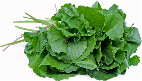 I already have a small patch of it growing in my back this spring i'll be testing bonus s on my lawn, and i hope to control the dollarweed and growing. Pennywort Information, Recipes and Facts