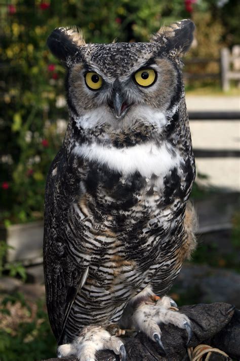 Great Gray Owl Great Horned Owl Short Eared Owl — The Alaska Zoo
