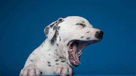 Lethargy In Dogs Vets Guide To Causes And Treatment Petsradar