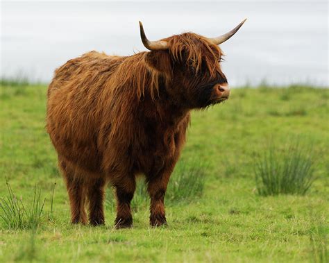Scottish Highland Cattle Grazing Photograph By Bruce Beck