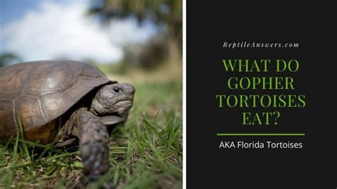 What Do Gopher Tortoises Eat Florida Tortoise Diet Reptile Answers