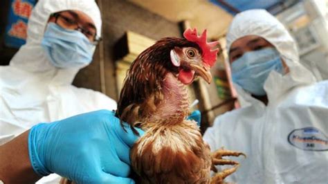 Birds, just like people, get the flu. Masses On Alert As Government Warns On Bird Flu Outbreak ...