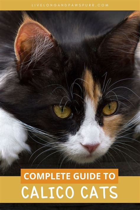 Calico Cat Facts Calico Cats Cat Care Tips Pet Care Cat Health