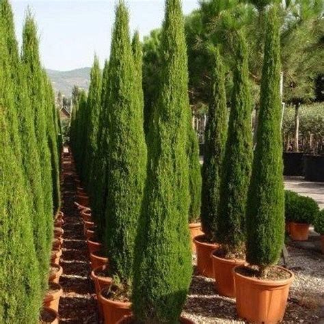 Italian Cypress Tree Seeds Cupressus Sempervirens 25seeds Italian