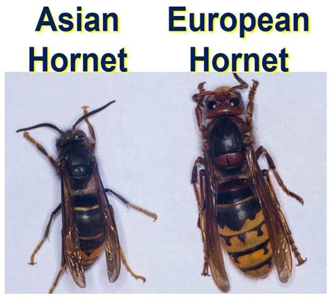 All 93 Images Pictures Of Asian Giant Hornets Superb 12 2023