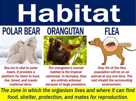 Habitat Definition And Meaning Market Business News