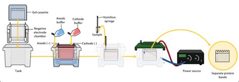 Gel Electrophoresis Types Principles Instrumentation And