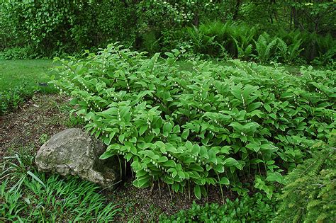 It is used to make medicine. Variegated Solomon's Seal (Polygonatum odoratum ...