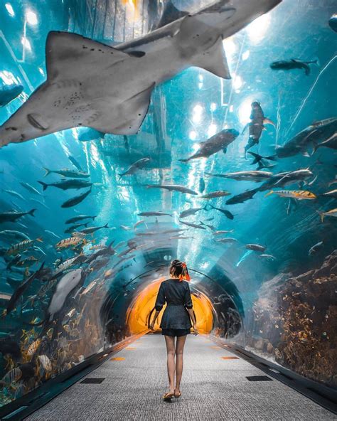 Dubai Aquarium And Underwater Zoo Tickets November 2023 🎟️