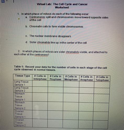 Name lab time/date review sheet the cell: Virtual Lab The Cell Cycle And Cancer Worksheet Answers Key - worksheet