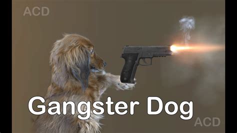 Gangster Dog Better Have My Money 2014 Youtube
