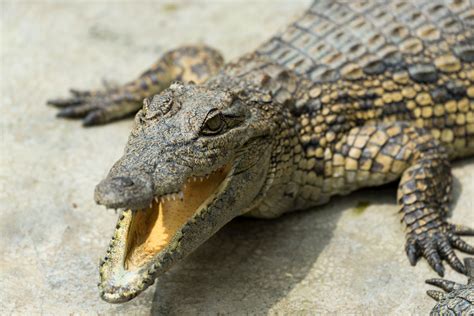 Close Up Photography A Crocodile With Its Mouth Open · Free Stock Photo