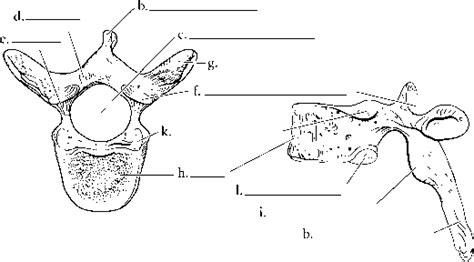 Thoracic Vertebrae Anatomy Dog Images