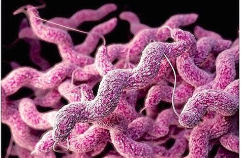Marler Clark Updates About Campylobacter Food Poison Journal