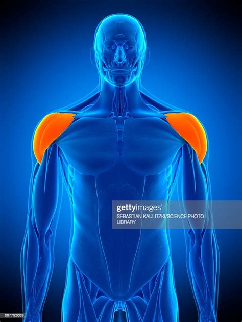 Shoulder Muscles Illustration High Res Vector Graphic Getty Images