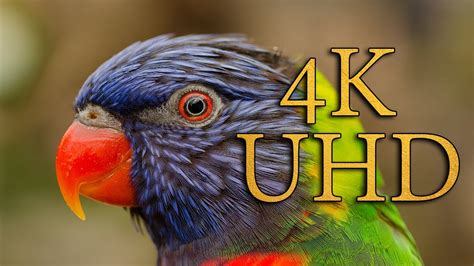 4k Ultra Hd Birds And Animals 4k Demo Youtube