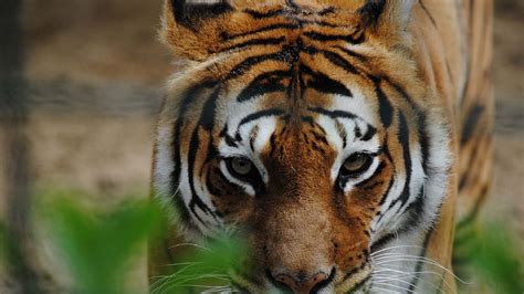 Hunting Tiger Siberian Tiger Eye Of The Tiger Scary Tiger Bengal