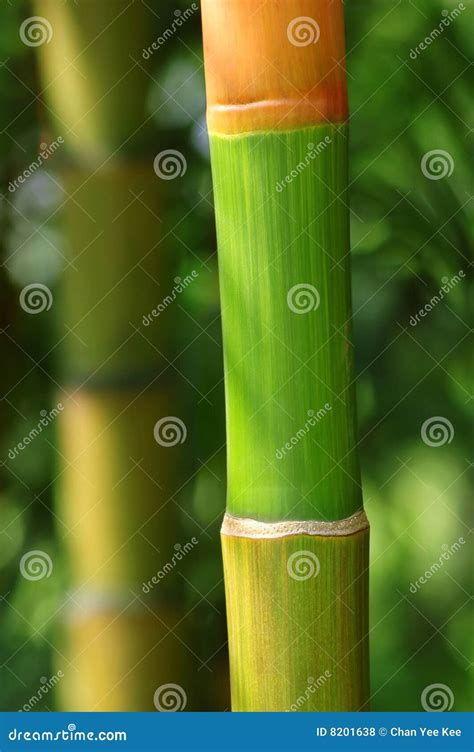 Colorful Bamboo Stock Photo Image Of Botanical Closeup 8201638