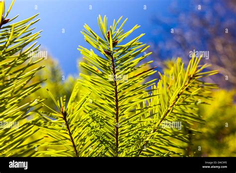 Pine Leaf Hi Res Stock Photography And Images Alamy