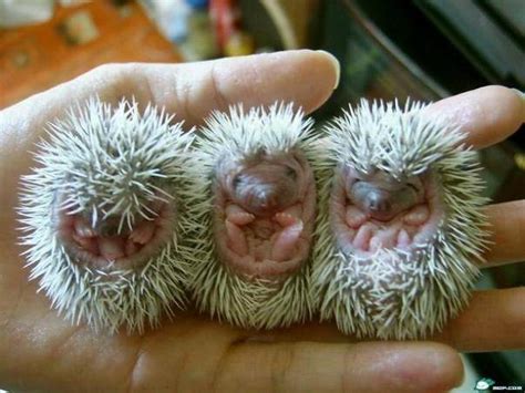 More Cute Baby Porcupines Photo