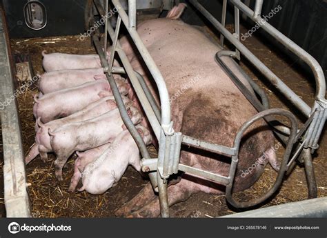 Little Pigs Sleeping After Suckling In The Barn Indoors Stock Photo By