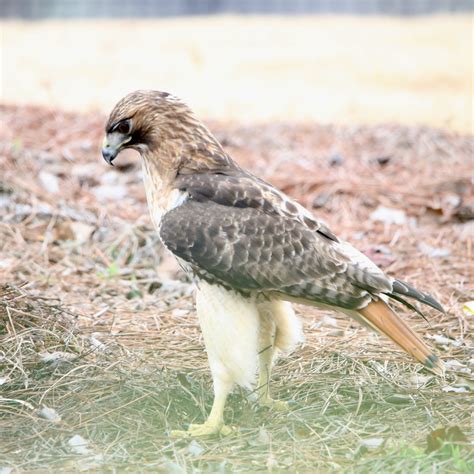 10 amazing facts about red tailed hawks bird watching academy