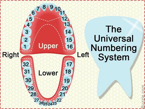 Dental Numbering Or Notation Systems Provide The Dentists With A