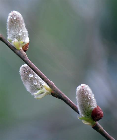 Raindrops On Pussy Willow Catkins Birds And Blooms
