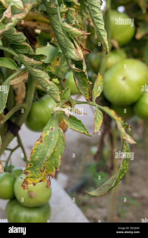 Fusarium Wilt Disease On Tomato Damaged By Disease And Pests Of Tomato
