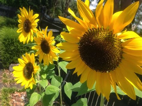 Gardening Melbourne Sunflowers