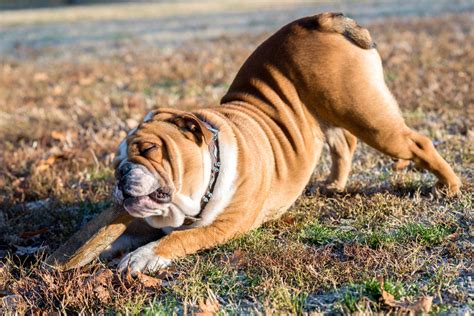 Tips for reducing your dog's fat and calorie intake. 10 Most Wrinkled and Adorable Dog Breeds - DogAppy