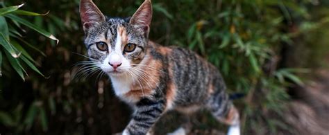 Feeding Feral Cats May Increase Predation Risk Faunalytics