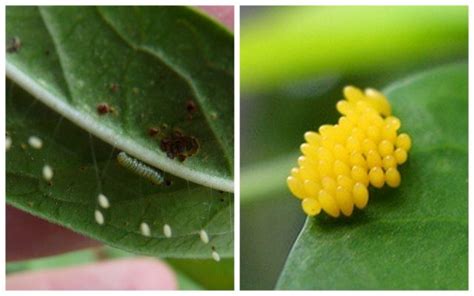 Eggs In The Garden Or Where Caterpillars Come From Birds And Blooms