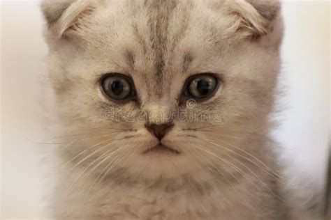Cute Kitten Scottish Cat With Round Eyes Acaip Folded Forward With