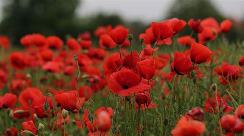 Earth Poppy 4k Hd Flowers Wallpapers Hd Wallpapers Id 33939