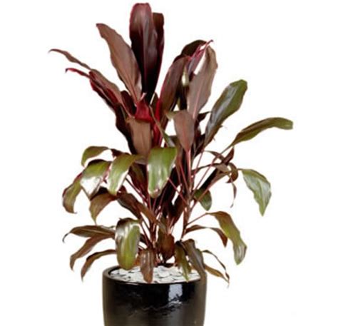 This long blooming plant will provide a burst of color in spring and continue to bloom through the heat of summer and until hard frost providing great color in the fall landscape. Plant info Red Leaf Cordyline - Indoor Plants - Tropical Plant Rentals