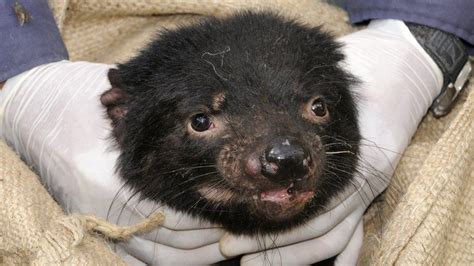 Tasmanian Devil Dna Shows Signs Of Cancer Fightback Bbc News