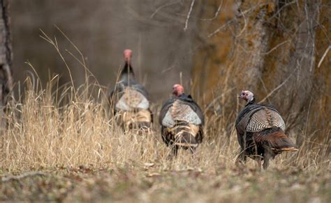 Is It Time To Rethink Fall Turkey Hunting Realtree Camo