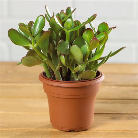 Repot young jade plants once every 2 years to encourage growth. These 10 Succulents Are Some of the Easiest to Grow ...